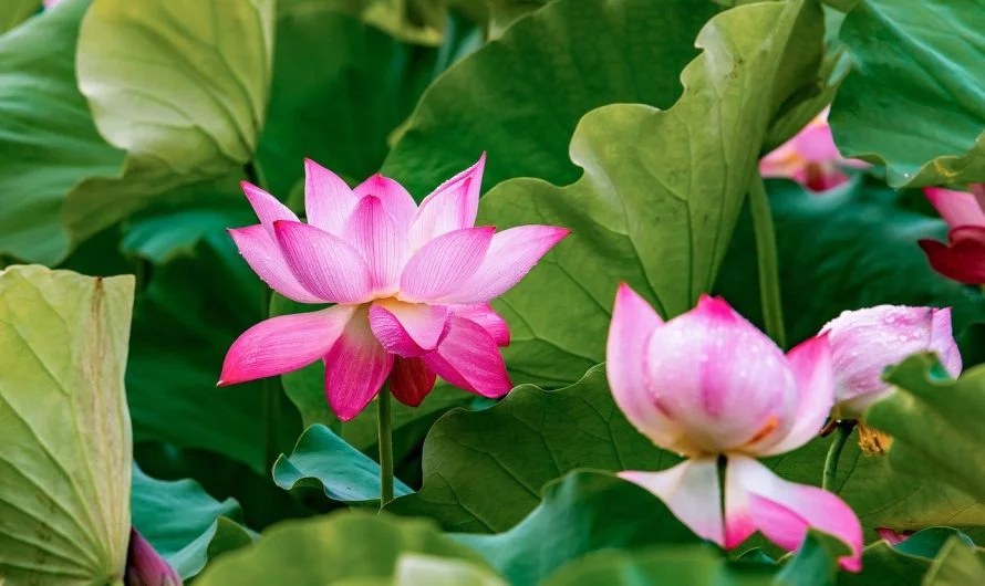 The Secret of Self-Mastery