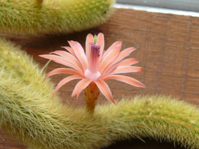 what the spirit says